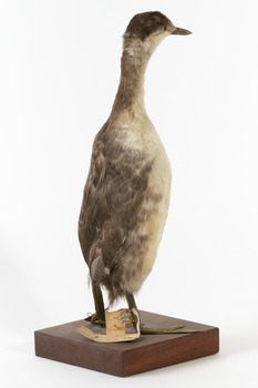 Rear of a Red-Necked Grebe facing right