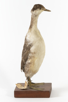 A Red-Necked Grebe facing right.