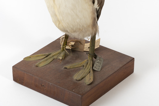 Close up of a Red-Necked Grebe's toes with a metal tag around left leg and a paper tag around the right leg.
