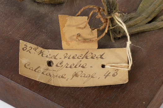 Close up of paper tag stating "32. Red-Necked Grebe.Catalogue, page, 43"