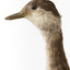 Side closeup of Red-Necked Grebe's head and neck