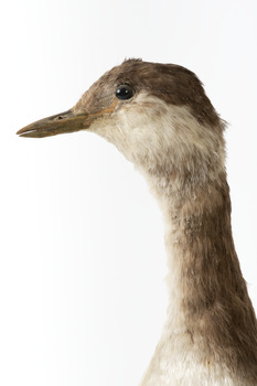 Side closeup of Red-Necked Grebe's head and neck