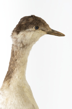 Close up of side of Red-Necked Grebe's face and neck