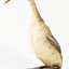 A Great Crested Grebe standing towards the right
