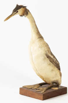 A Great Crested Grebe standing towards the right