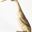 A Great Crested Grebe standing towards the right