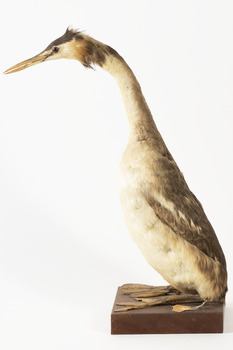 A Great Crested Grebe standing towards the right