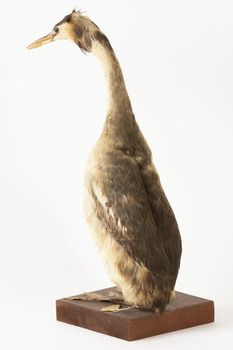 Rear of a Great Crested grebe facing towards the back left