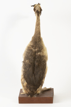 Rear of a Great Crested Grebe