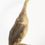Rear of a Great Crested Grebe facing back right.