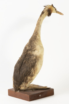 Rear of a Great Crested Grebe facing back right.