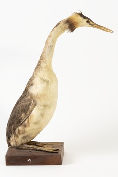 Great Crested Grebe standing towards the right