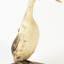 A Great Crested grebe standing front right