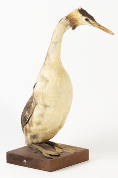 A Great Crested grebe standing front right