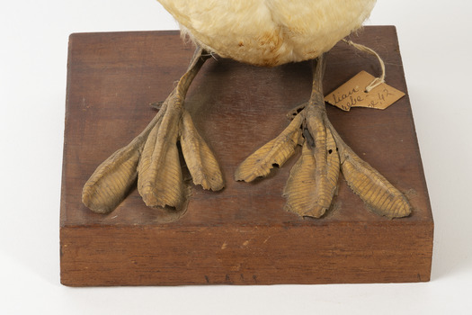 Close up of great Crested Grebe toes