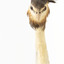 Close up of Great Crested Grebe face and neck