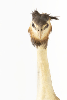 Close up of Great Crested Grebe face and neck