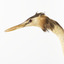 Close up of the left side of the Great Crested Grebe's face