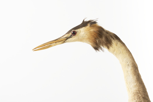 Close up of the left side of the Great Crested Grebe's face