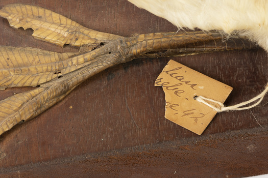 Close up of paper tag 