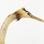 Close up of one side of the Great Crested Grebe's neck and face