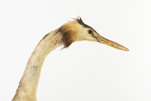 Close up of one side of the Great Crested Grebe's neck and face