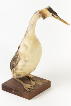 A great Crested Grebe facing front right