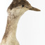 Close up of face of Red-Necked Grebe
