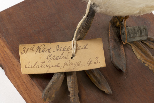 Close up of paper tag on left leg and metal tag on right leg