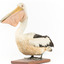 Pelican standing on wooden mount facing forwards