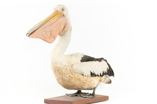 Pelican standing on wooden mount facing forwards
