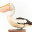 Left side of a Pelican standing on a wooden platform
