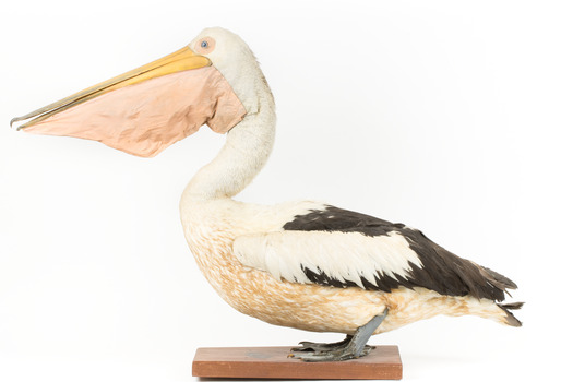 Left side of a Pelican standing on a wooden platform
