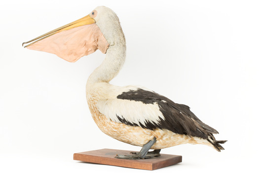 Rear left of a Pelican standing on a wooden platform