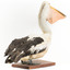 Right side of the rear of the Pelican standing on a wooden platform 