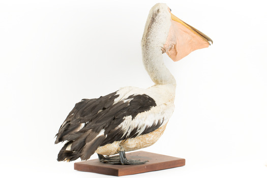 Right side of the rear of the Pelican standing on a wooden platform 