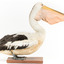 Right side of a Pelican standing on a wooden platform