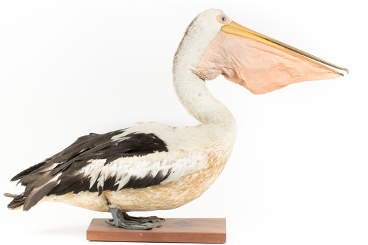 Right side of a Pelican standing on a wooden platform