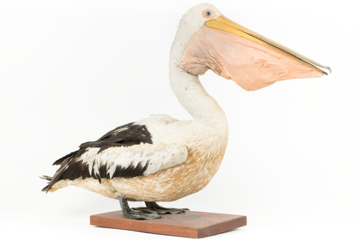Front right of a Pelican standing on a wooden platform