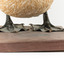 Close up of a Pelican's feet. Pelican stands on a wooden platform