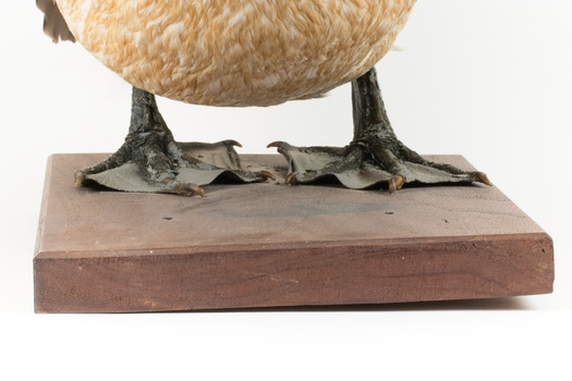 Close up of a Pelican's feet. Pelican stands on a wooden platform