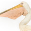 Close-up of the left side of the Pelican's head.