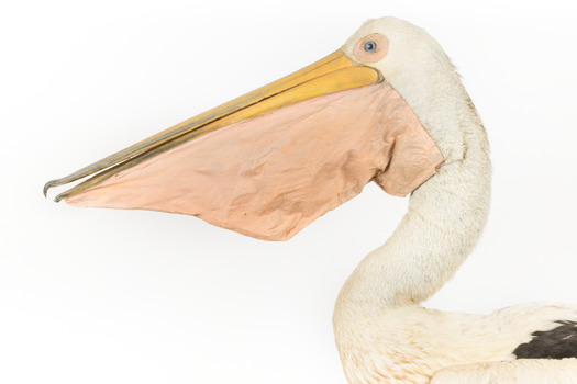 Close-up of the left side of the Pelican's head.