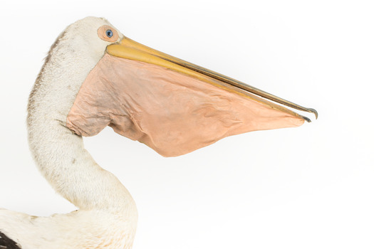 Close-up of the right side of the Pelican's face.