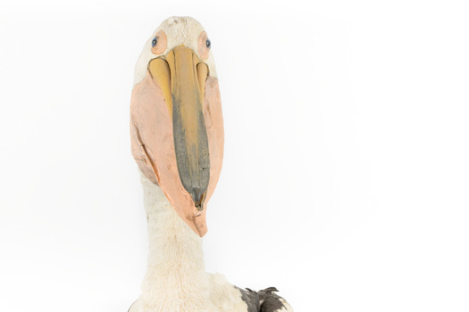 Close-up of the front of the Pelican's head and neck.