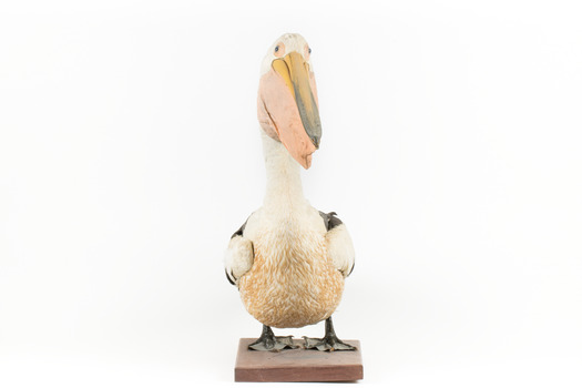 Pelican standing on a wooden platform looking to front