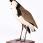 Masked Lapwing facing front left and looking backwards over right wing. Wings are slightly elevated.