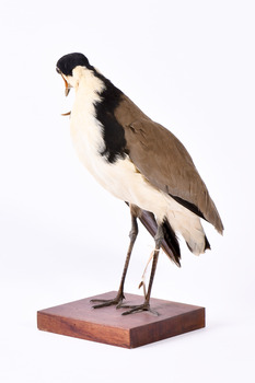 Masked Lapwing facing front left and looking backwards over right wing. Wings are slightly elevated.