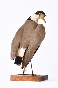 Rear of a Masked Lapwing with head looking front right and wings slightly elevated.