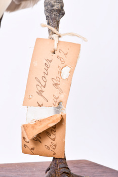 Close up of paper tag tied around leg. 